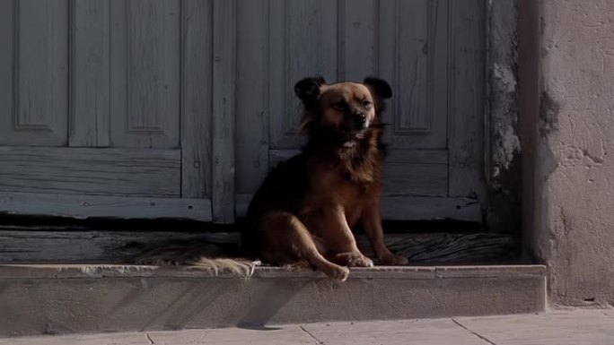 小型混血狗坐在一扇旧木门前看着街道。