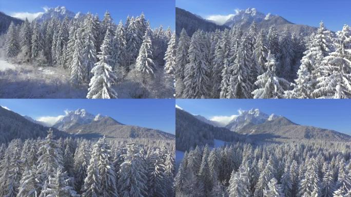 空中飞行: 冬季在积雪覆盖的云杉树上向庞塞山脉飞行