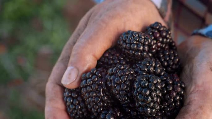 农民手中的有机黑莓