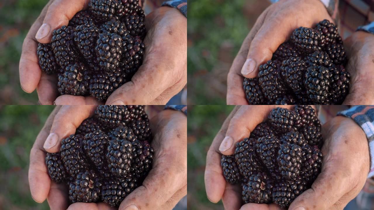 农民手中的有机黑莓