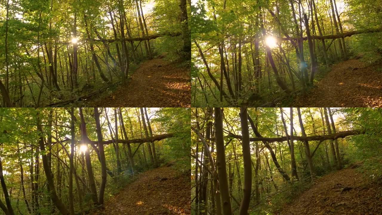 镜头耀斑: 金秋的阳光透过树冠照亮树林。