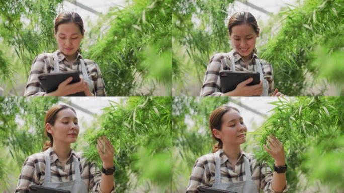 在大麻农场工作的亚洲女性。医用大麻种植园