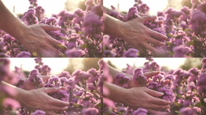 手与盛开的薰衣草花园抚摸鲜花盛开