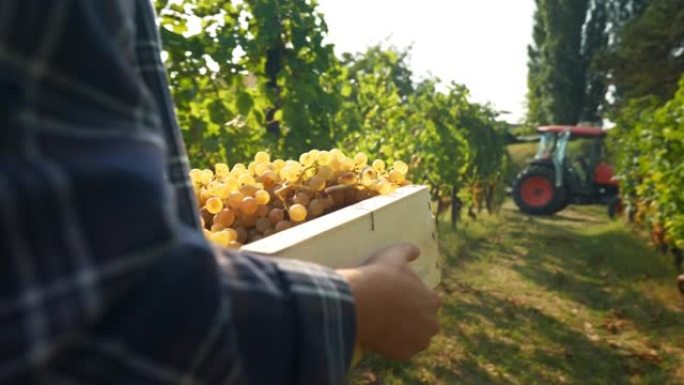 一位快乐成功的女性农民或酿酒师正走在葡萄树枝中间，在葡萄园的葡萄酒收获季节携带采摘的葡萄，以进一步生
