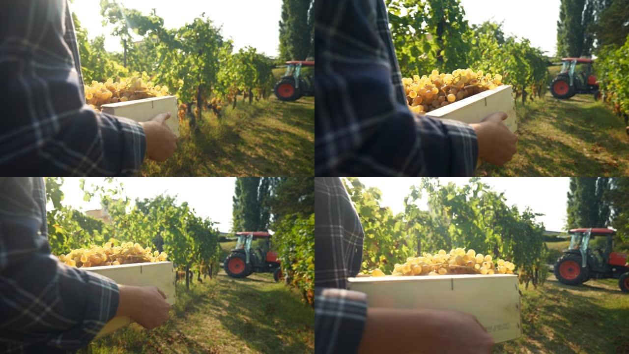 一位快乐成功的女性农民或酿酒师正走在葡萄树枝中间，在葡萄园的葡萄酒收获季节携带采摘的葡萄，以进一步生