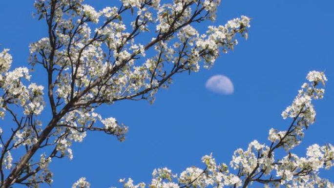 月亮出现在梨花后面