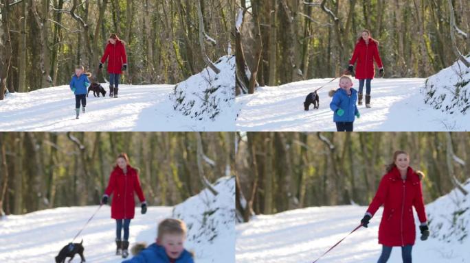12月狗散步冬天玩耍雪人冰天雪地