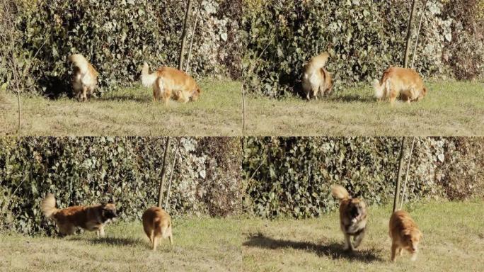 两只混血狗走在乡间小路上。