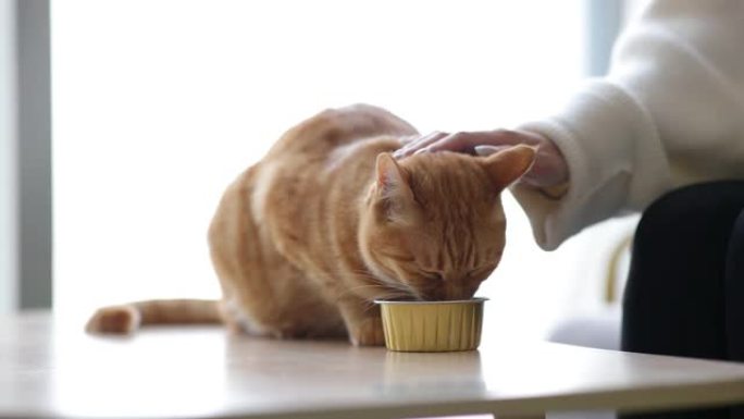 猫吃食物的年轻女子