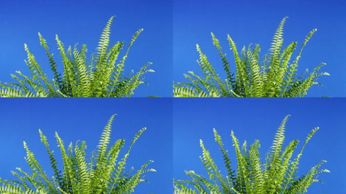 用于合成的蓝屏上的蕨类植物顶部特写