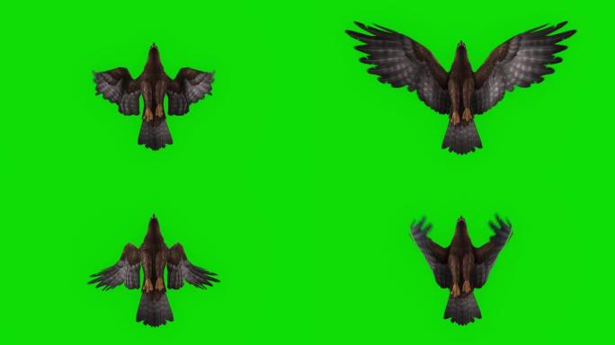 绿色屏幕上的老鹰飞行慢动作动画。动物的概念，野生动物，游戏，返校，3d动画，短视频，电影，卡通，有机