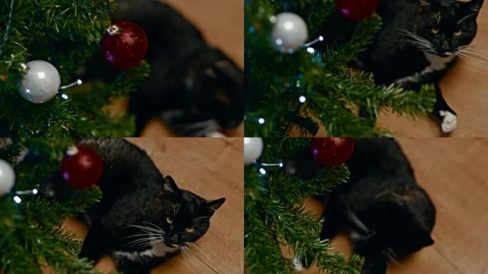 黑猫躺在木地板上舔爪子