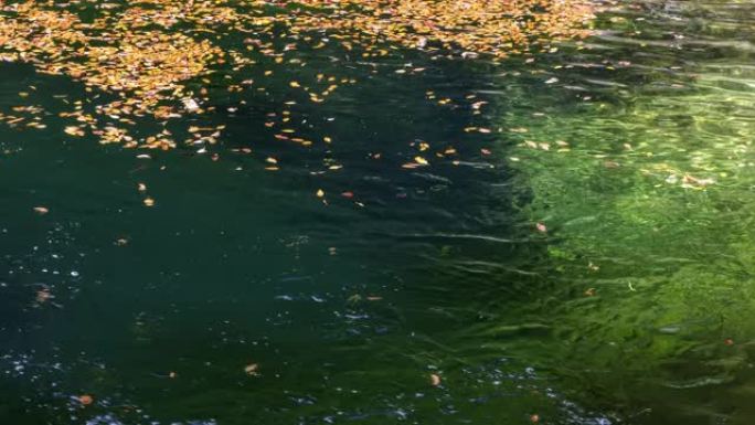 秋叶落在清澈的湖水中