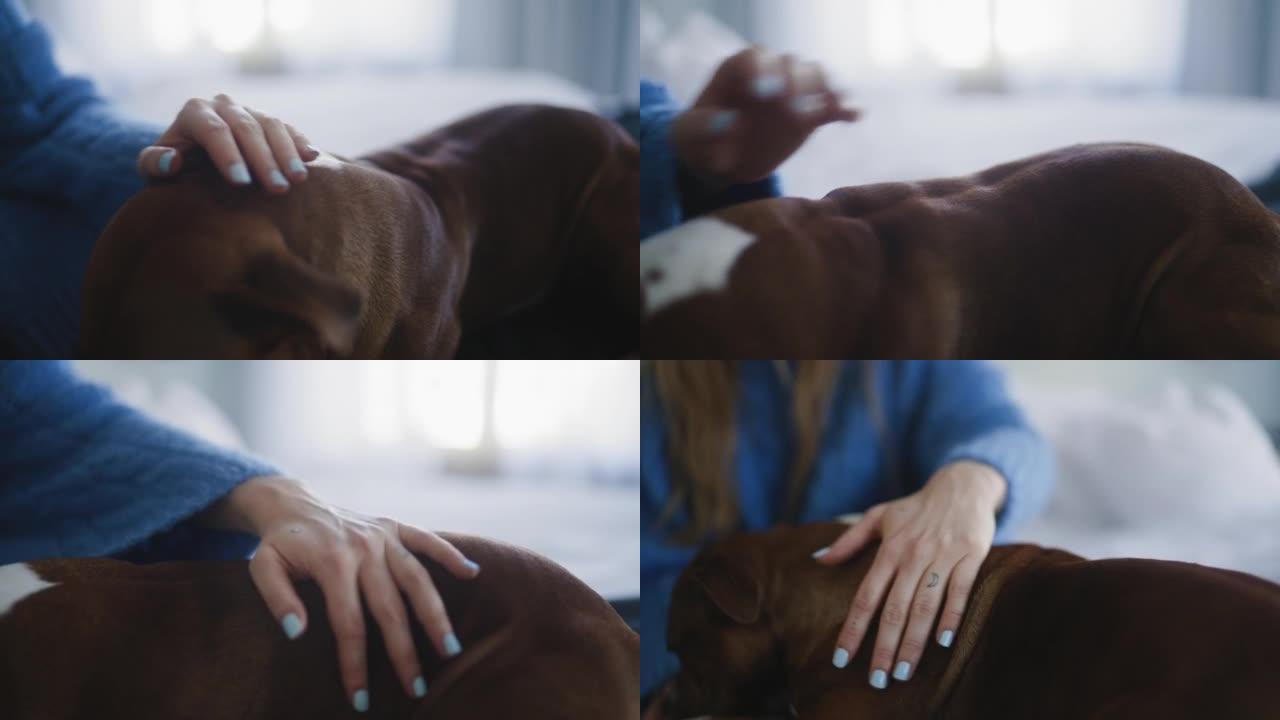 女人在她的背上抚摸她的狗