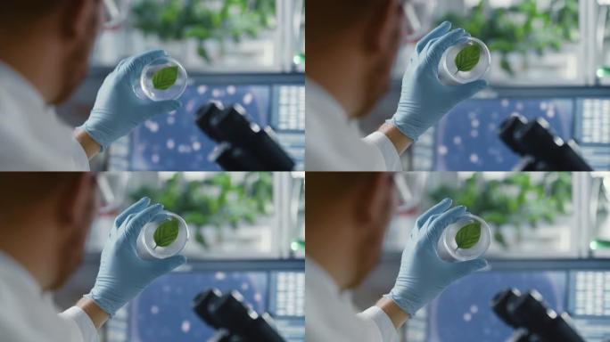 英俊的男性微生物学家看着健康的绿叶样本。在拥有先进技术显微镜和计算机的现代食品科学实验室工作的医学科