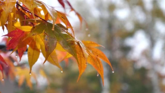雨滴落在蜡状的湿叶子上