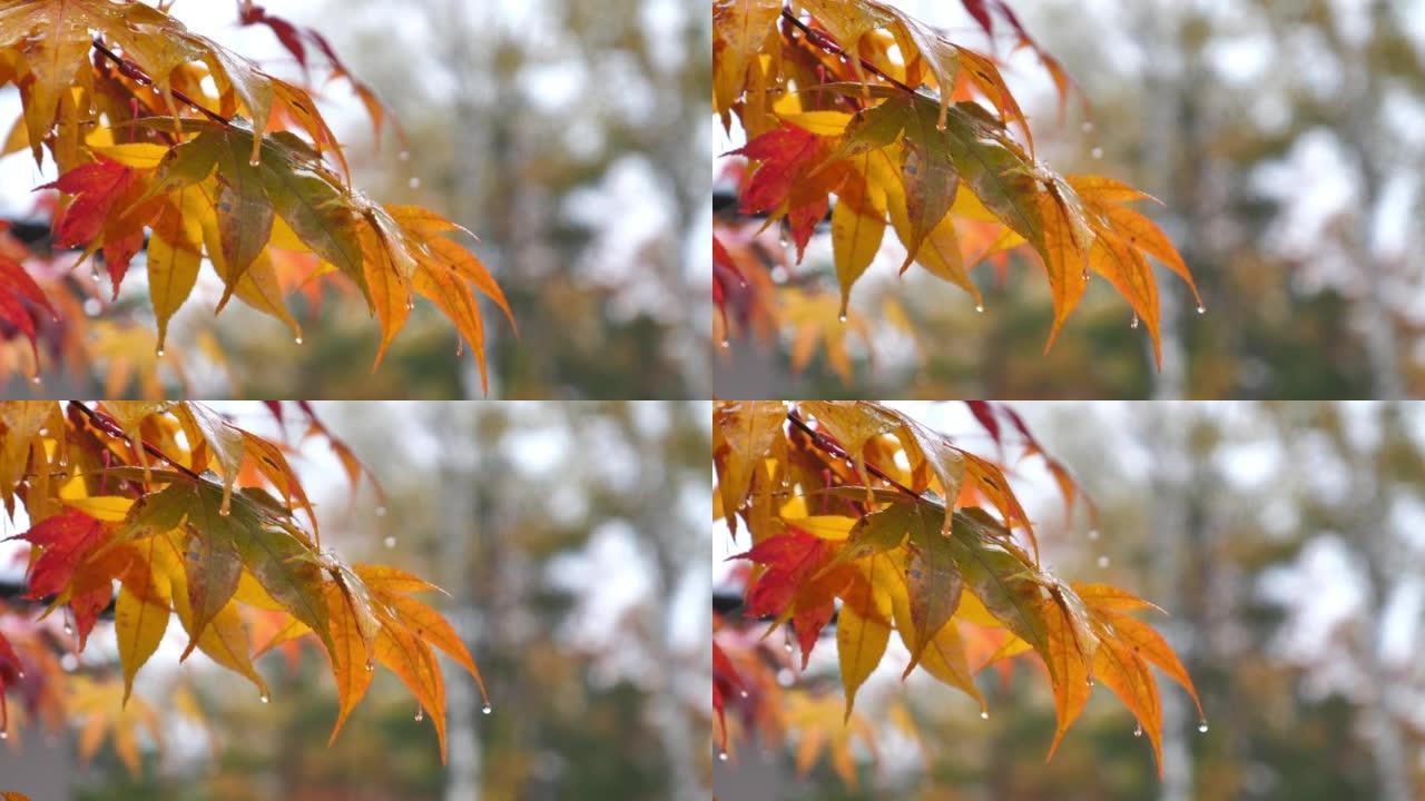 雨滴落在蜡状的湿叶子上