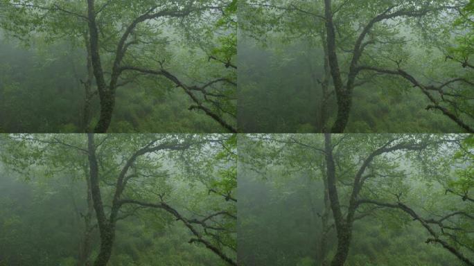 雾中的森林树意境唯美迷茫