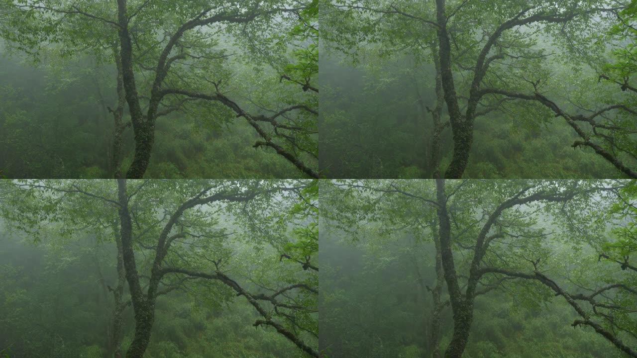 雾中的森林树意境唯美迷茫