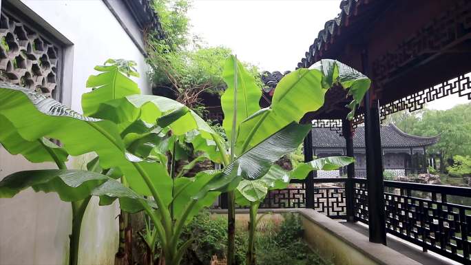 初夏江南园林芭蕉雨景