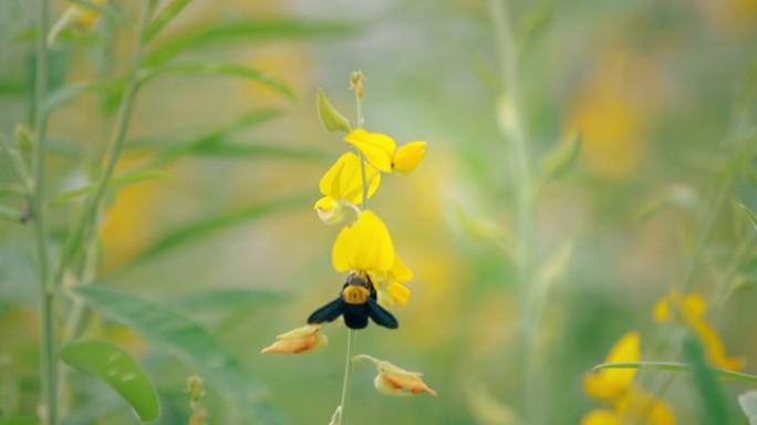 蜜蜂降落在黄色花朵上