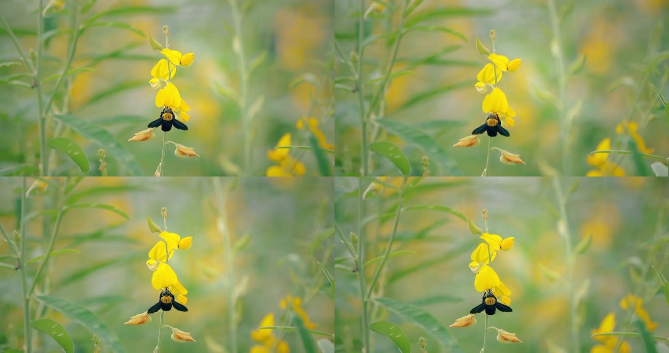 蜜蜂降落在黄色花朵上