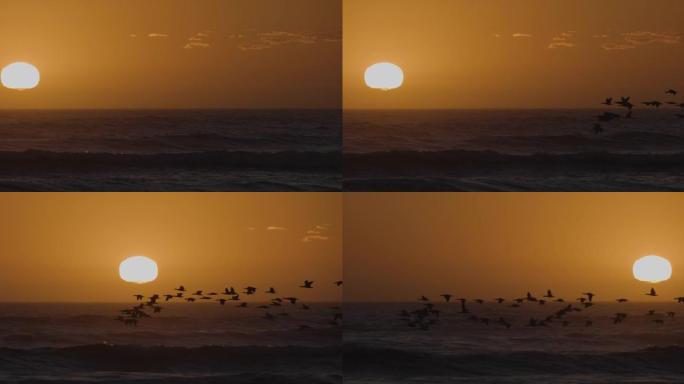 壮观的日落景色，一大群的Cape cormorant在慢动作中飞越大西洋