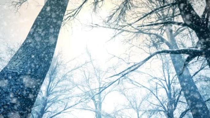 相机在冬天飞过神奇的森林，从低角度显示树顶