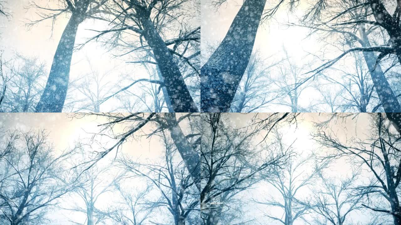 相机在冬天飞过神奇的森林，从低角度显示树顶