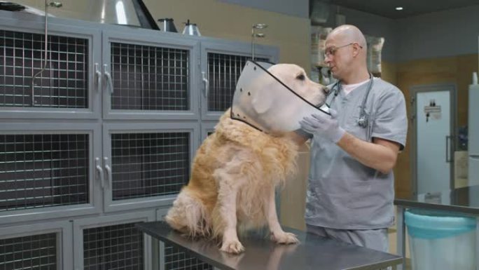 兽医在金毛猎犬上戴着电子项圈