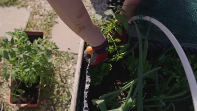 SLO MO女人在花园里种植番茄幼苗