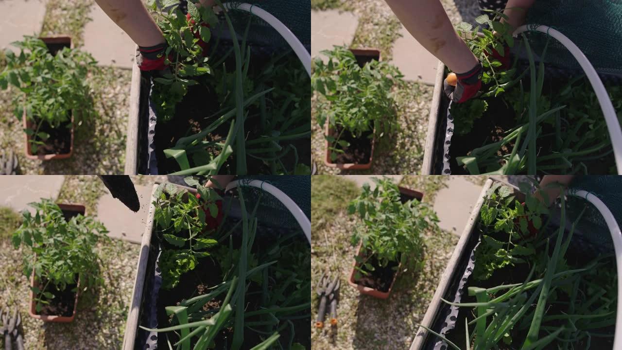 SLO MO女人在花园里种植番茄幼苗