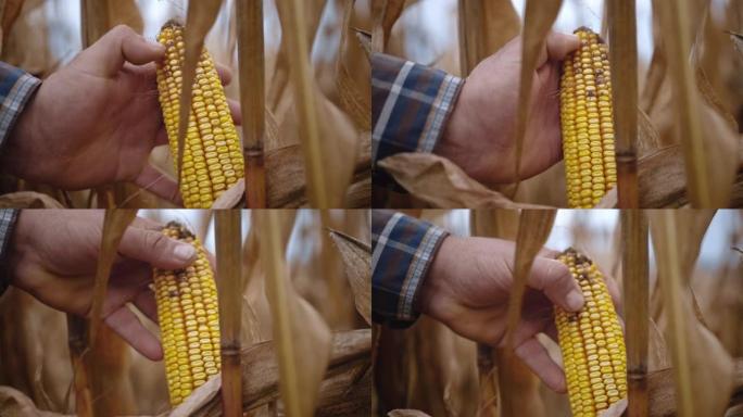 农民检查玉米作物的极端特写