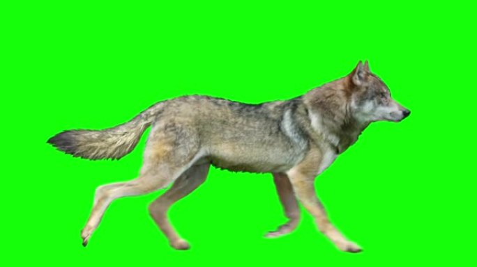 狼，各种循环动作绿屏绿布绿幕抠图后期抠像