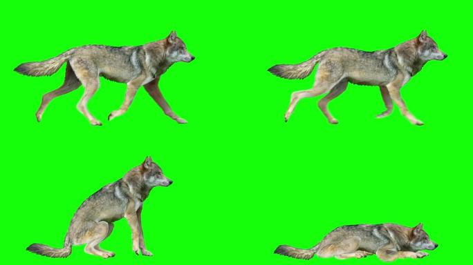 狼，各种循环动作绿屏绿布绿幕抠图后期抠像