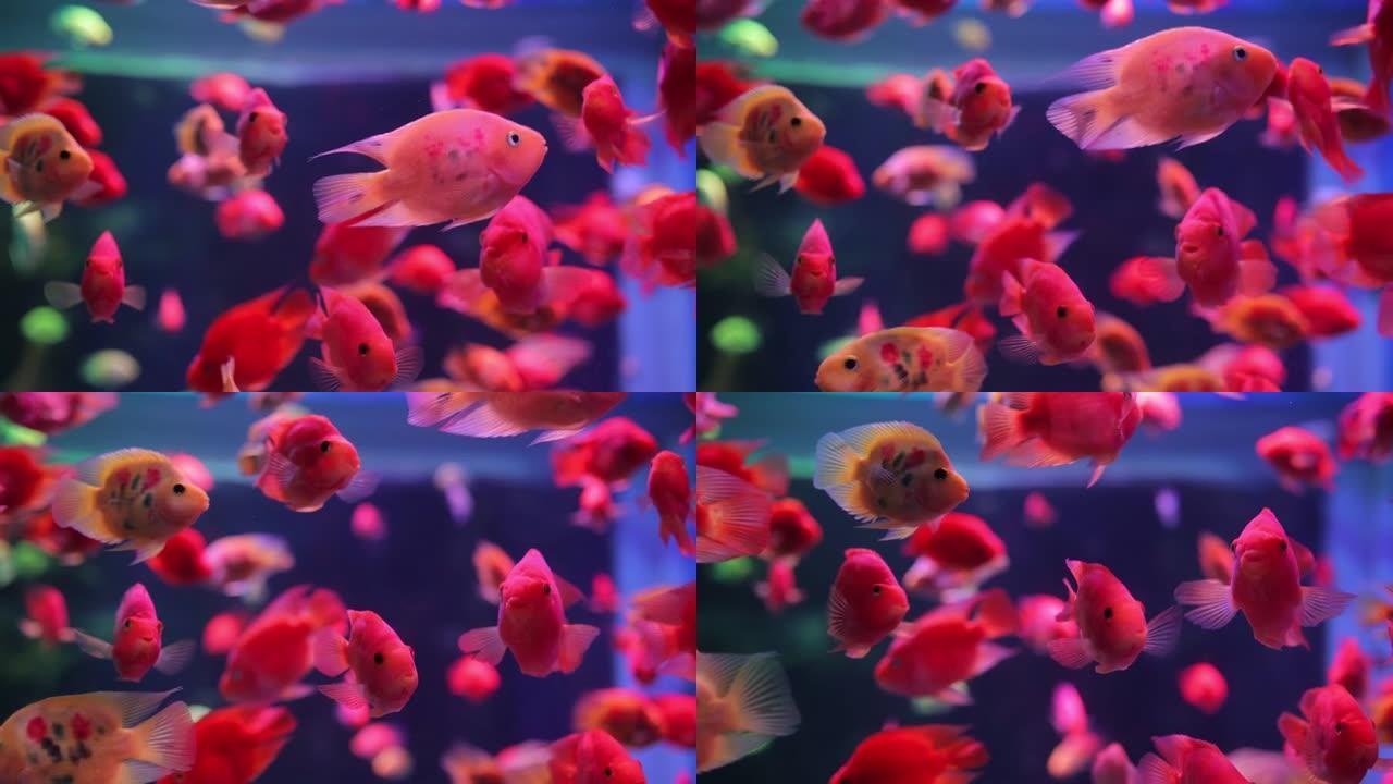 在水族馆游泳的红鱼