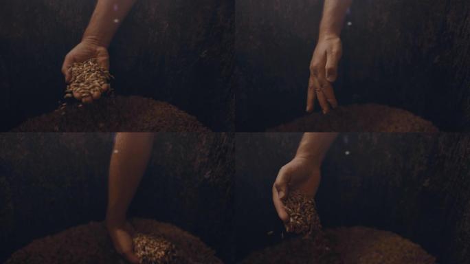 一位男农民正在把麦粒放进桶里