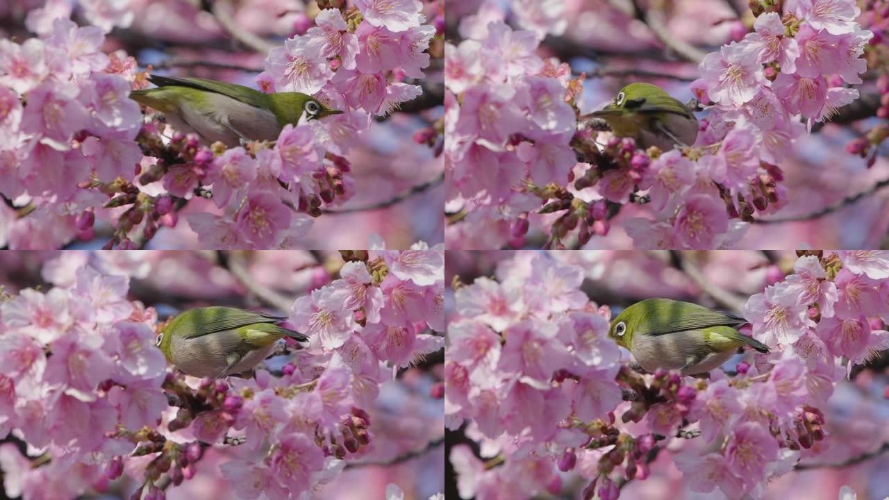 从樱花中吸食花蜜的白眼