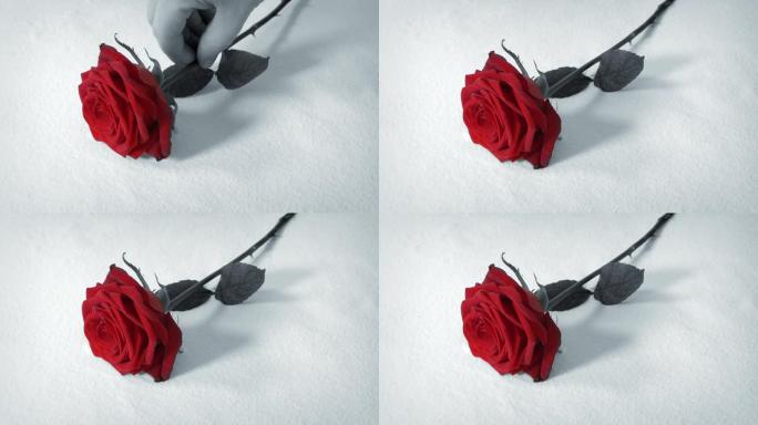 红玫瑰放下黑白抽象