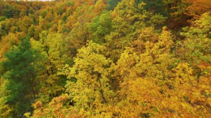 空中: 秋天五颜六色的壮丽绿叶森林树梢