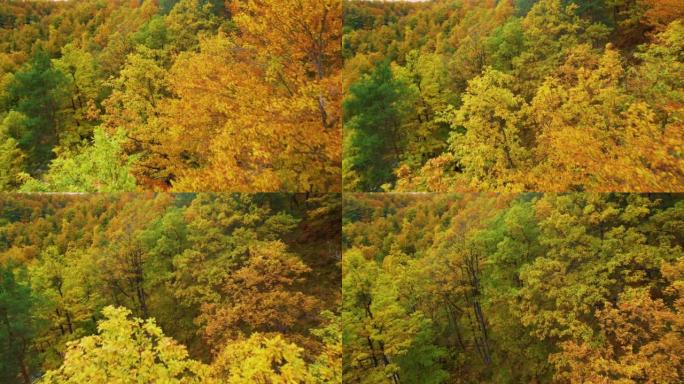 空中: 秋天五颜六色的壮丽绿叶森林树梢