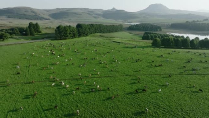 在美丽的绿色牧场上放牧的大量艾尔郡奶牛的空中平移视图。负责温室气体排放的牲畜为气候变化做出了贡献