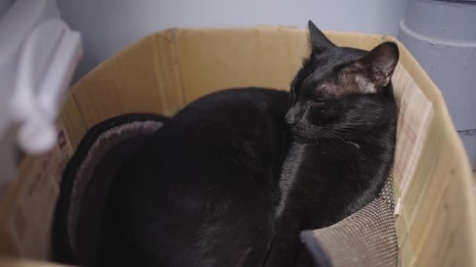 黑猫喜欢睡在盒子里