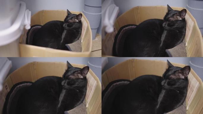 黑猫喜欢睡在盒子里