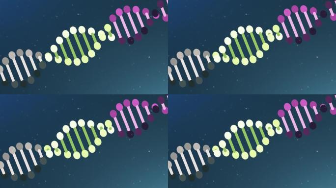 遗传DNA结构MG动画DNA动画旋转