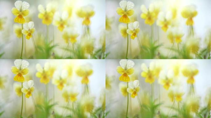 抽象春天的花朵在风的背景中摇曳。浅底。黄白色小田花露珠