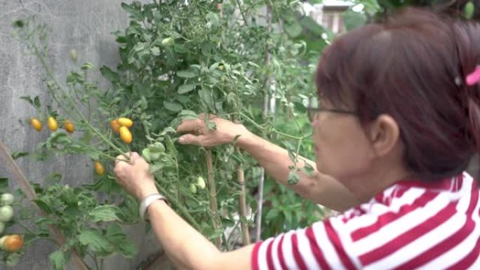 高级妇女正在收获自己在家里种的西红柿