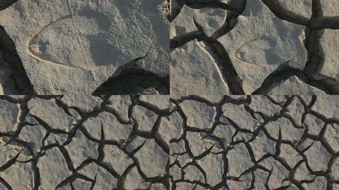 气候变化。由于气候变化和全球变暖造成的干旱，干坝的图案化开裂的泥浆表面的空中缩小视图