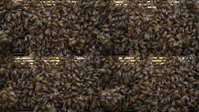蜂群在蜂巢上爬行的蜜蜂慢动作4k镜头