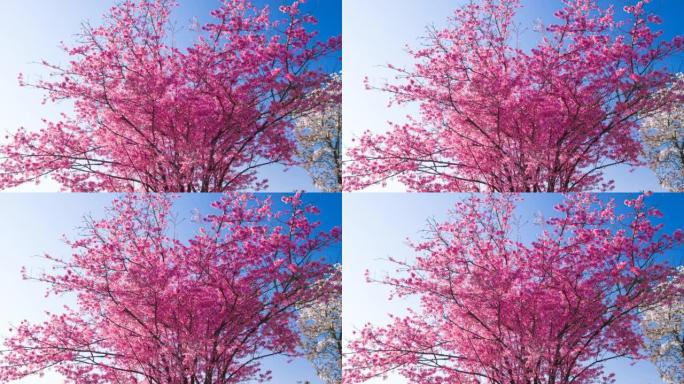 春天的粉红色樱花樱花鲜花盛开复苏春暖花开
